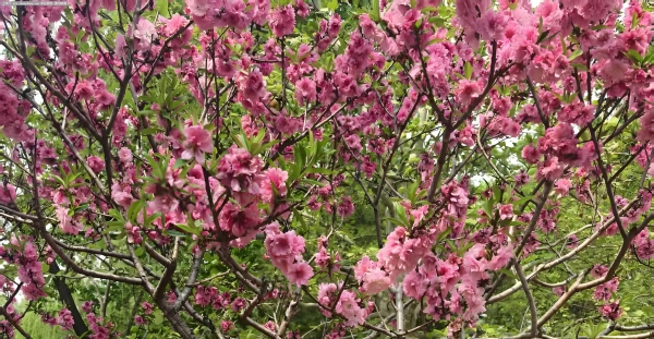 蔡沐瑶小同学今天2026.04.19星期天去北京植物园春游啦！ #天真活泼可爱的小宝贝  #我家小公主闪亮登场啦  #记录宝贝的快乐童年