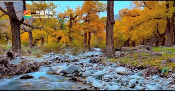 石涧清溪淌过秋光，胡杨把整片山谷都染成了暖金色，风里全是山野独有的松弛与温柔。