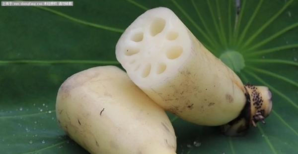 胜芳荷叶莲藕，胜水流芳