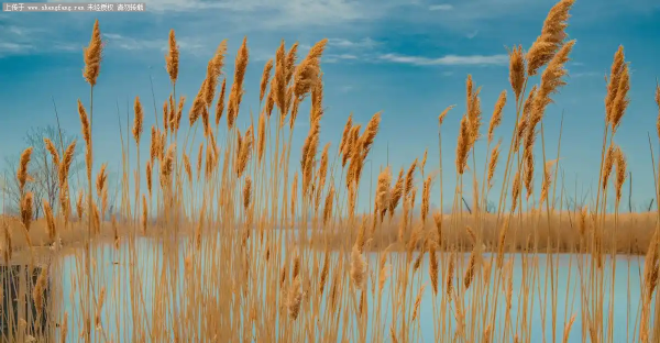 [原创]胜芳东淀沧桑：白洋淀东，胜芳水乡的形成与变迁