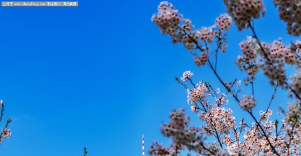 春风又绿玉渊潭