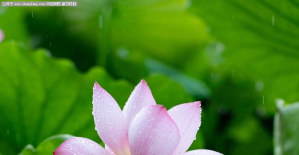 清晨，雨中拍荷