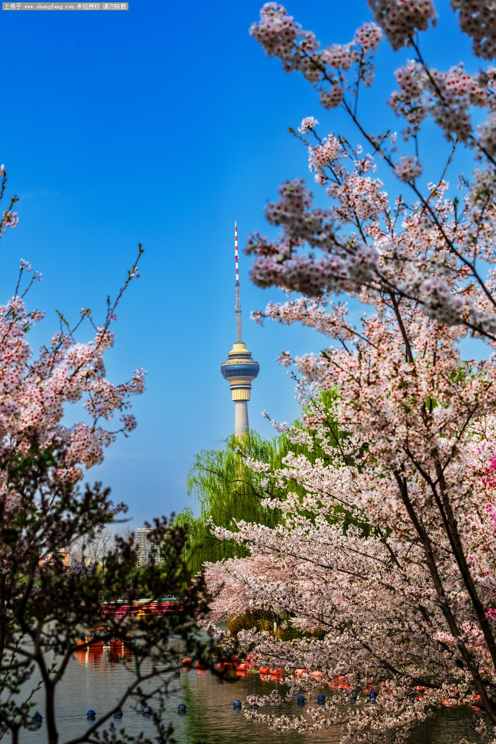 春风又绿玉渊潭