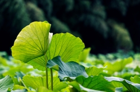 清凉世界，摇曳生姿2020-06-19