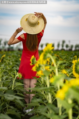 五十万亩油葵就拍了一张照片