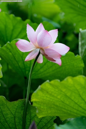 清晨，雨中拍荷